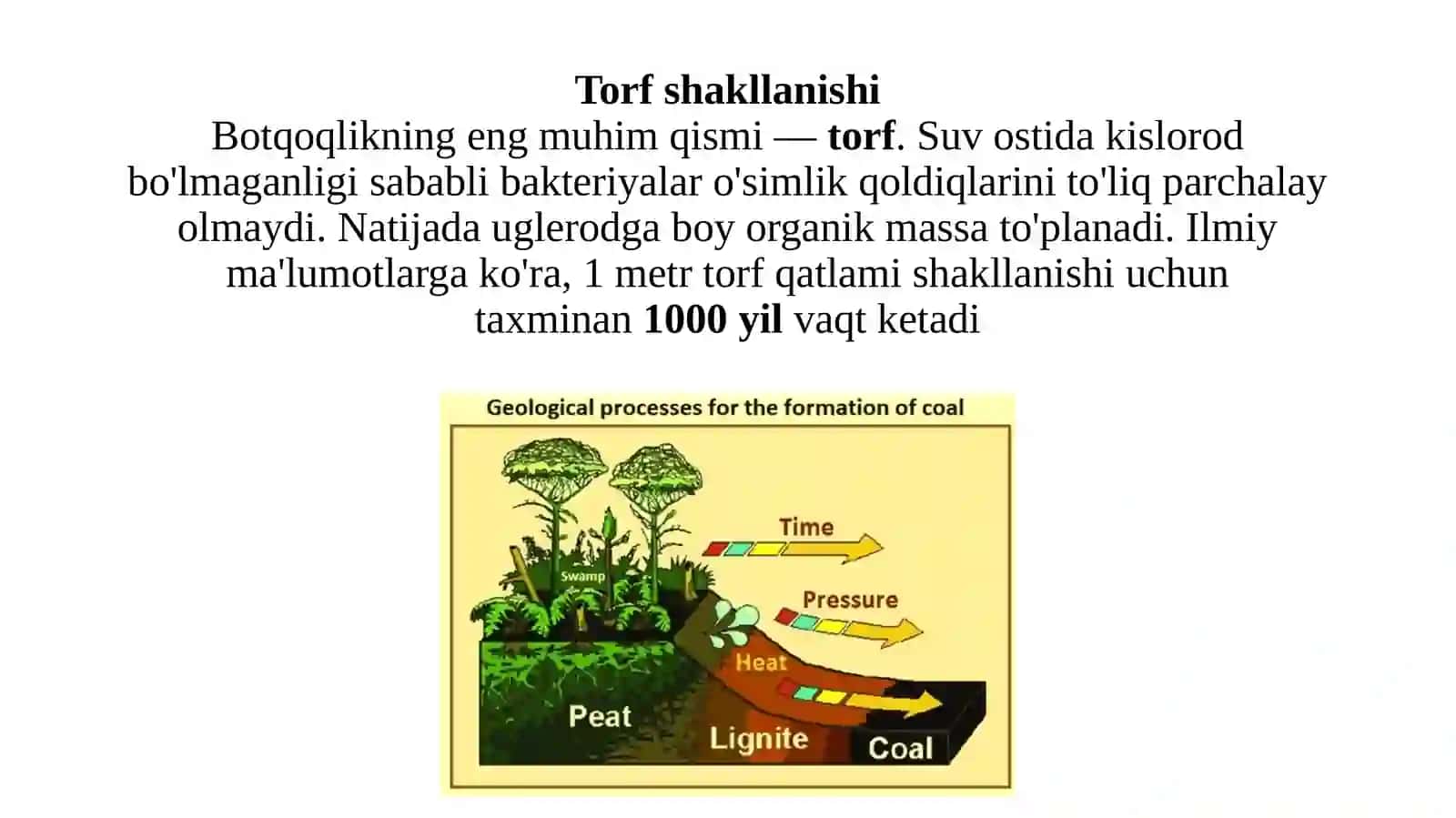 Botqoqliklar mavzusida taqdimot 4