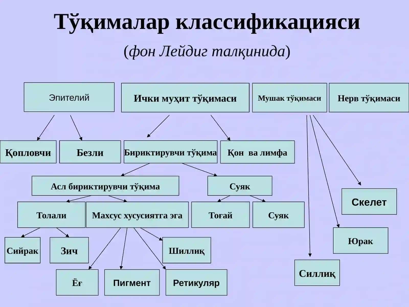 ЭПИТЕЛИЙ ТЎҚИМАСИ 4