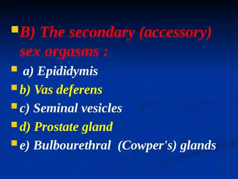 Male reproductive system 4