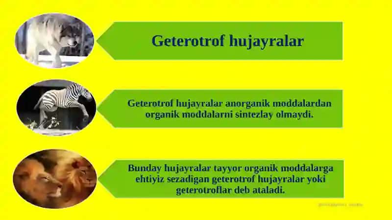 Hujayraning oziqlanishi. 4