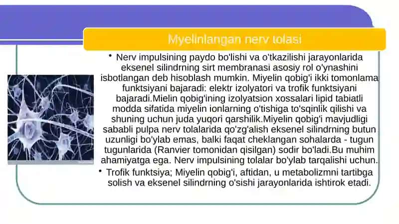 Sinaps sinaptik uchlar 4