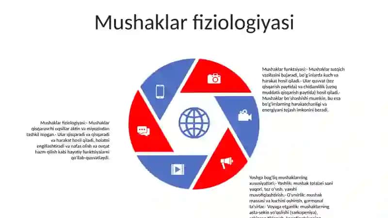 Mushaklar tizimi 4