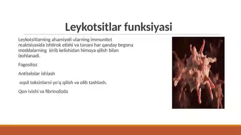LEYKOTSITLAR 4