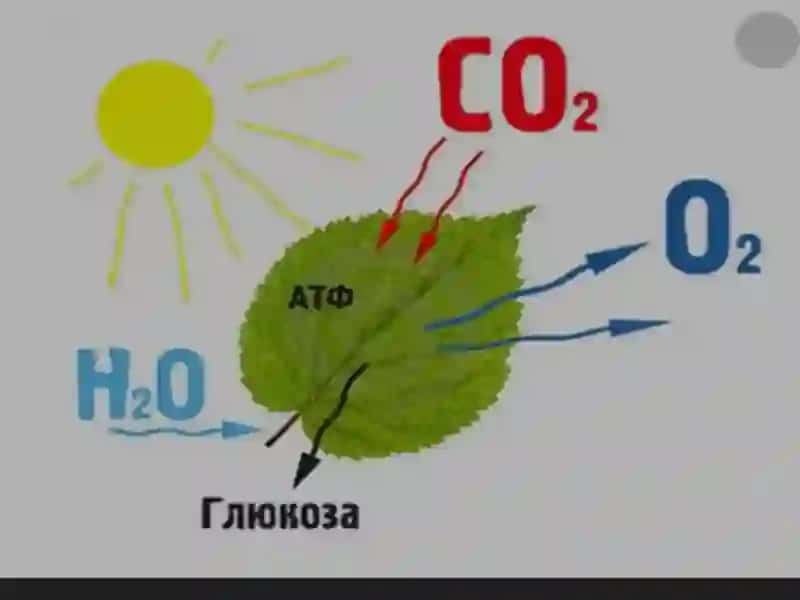 O'SIMLIKLAR OZIQLANISHI 4