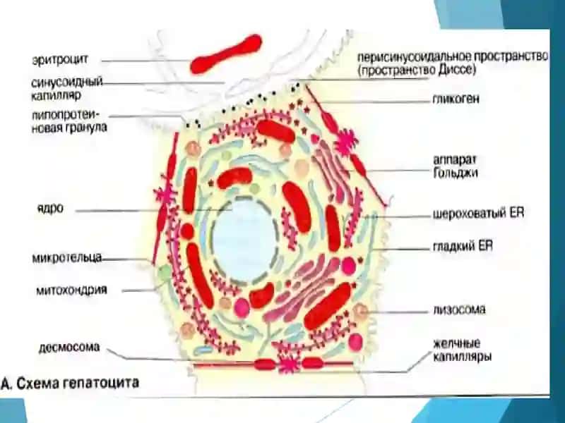 JIGAR BIOKIMYOSI 4