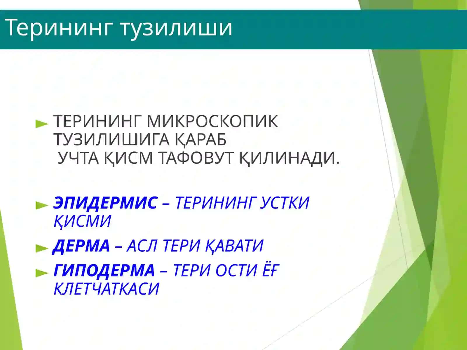 ТЕРИНИНГ ТУЗИЛИШИ, МОРФОЛОГИК ЭЛЕМЕНТЛАРИ 4