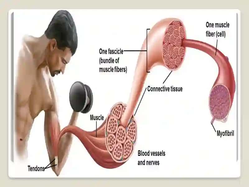 Muscular system 4