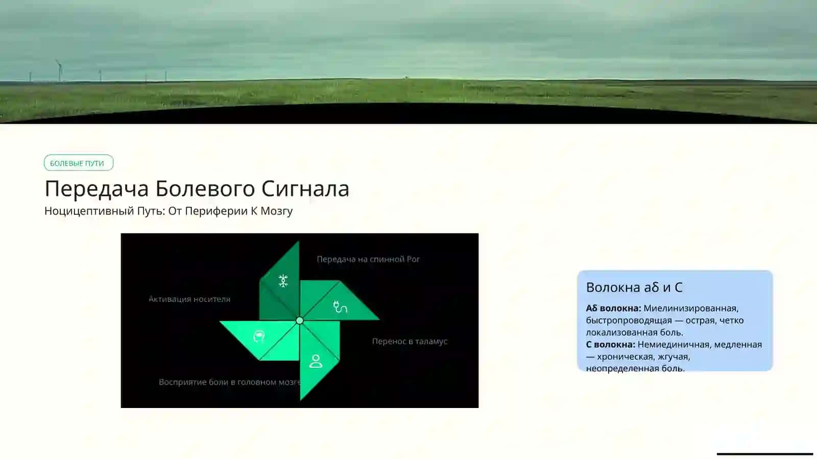 Рецепторы боли, баро - и геморецепторы 4