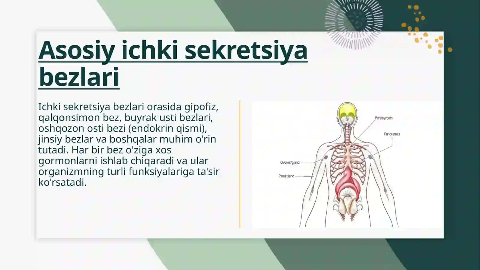 Ichki sekretsiya bezlari 4