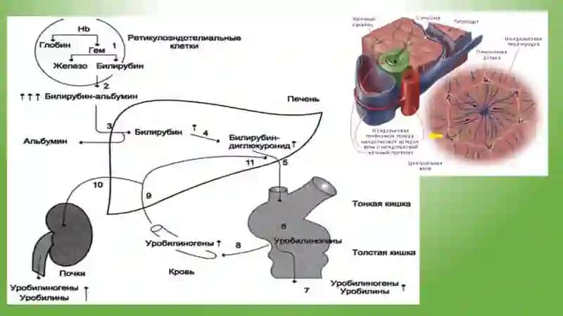 Вирусли гепатитлар 4