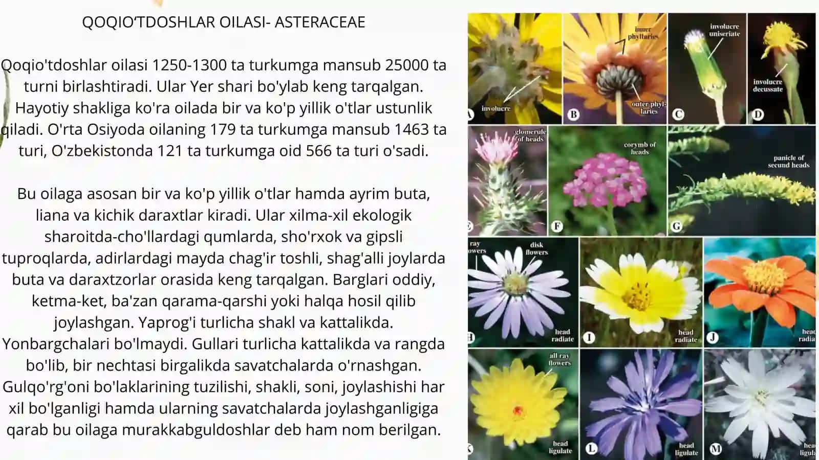 Qoqioʻtnamolarqabilasi (Asterale) 4