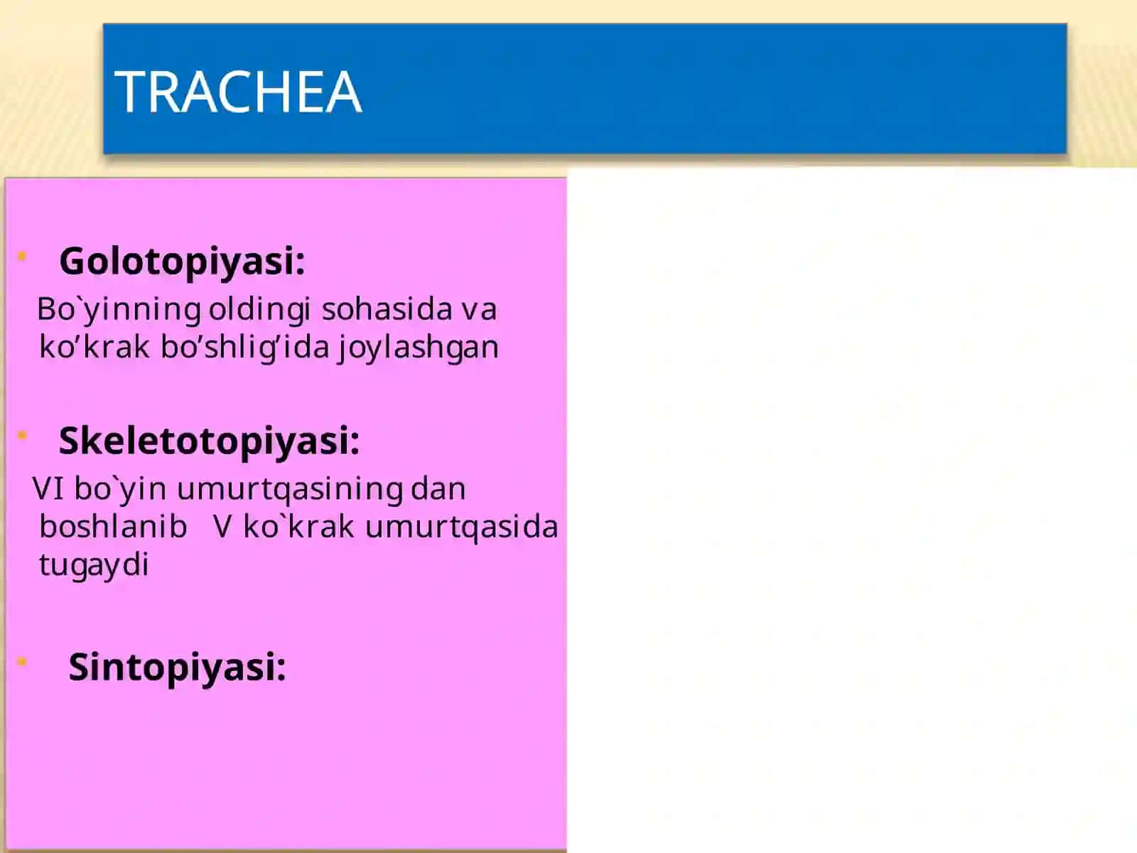Nafas olish tizimi anatomiyasi 4