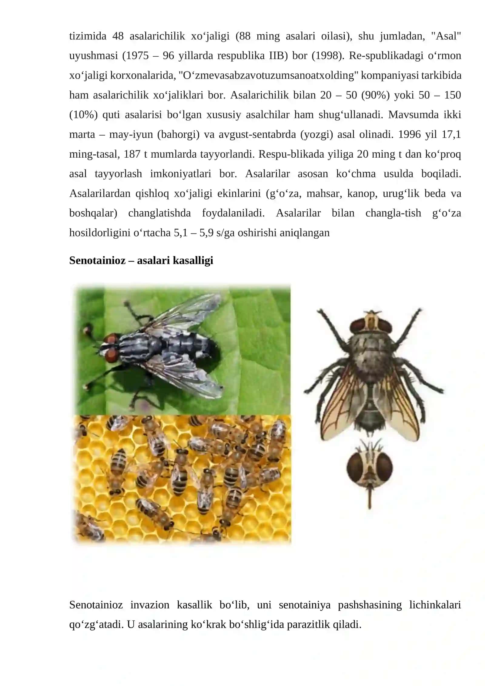 Asalari,bolari(Apis mellifera L.) 4