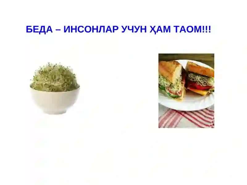 Беда Касалликлари 4