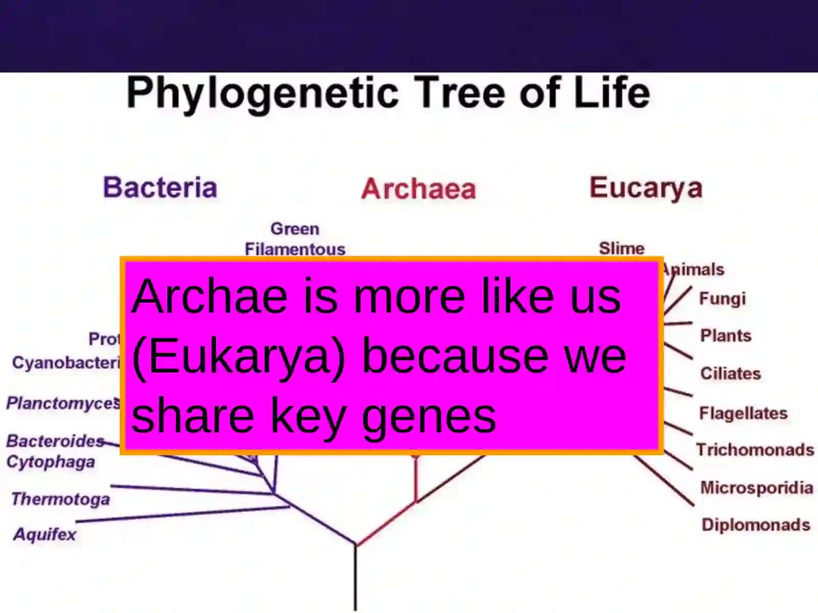 Viruses and Bacteria 4
