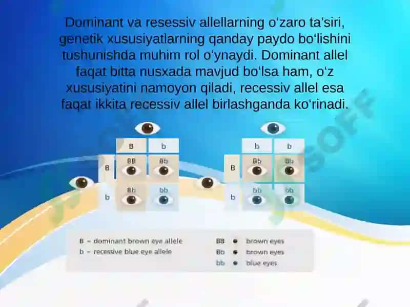 Allel gen va ularning oʻzaro ta'siri 4