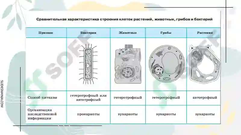 СТРОЕНИЕ КЛЕТКИ 4