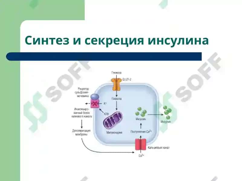Сахарный диабет 4