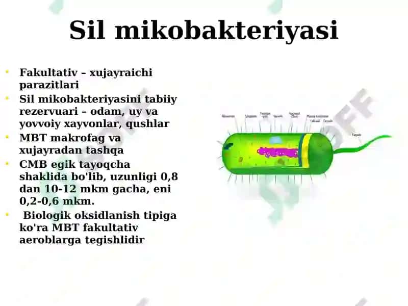 Sil kasalligini qo‘zg‘atuvchisi 4