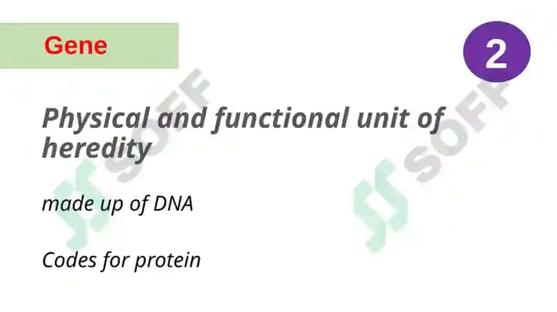 GeneticTerms 4