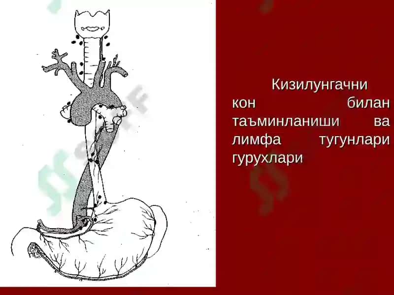 Кизилунгач анатомияси 4