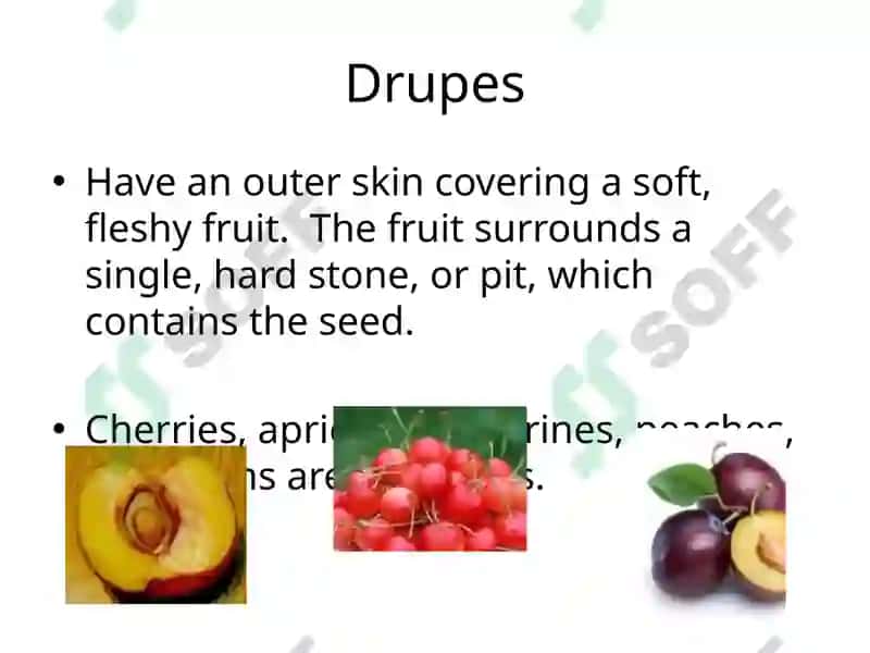 Fruit Classifications 4