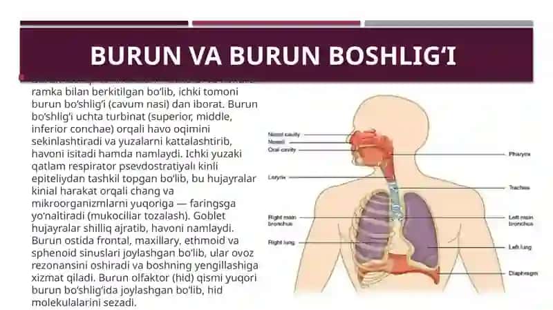 Nafas olish a’zolarining tuzilishi 4