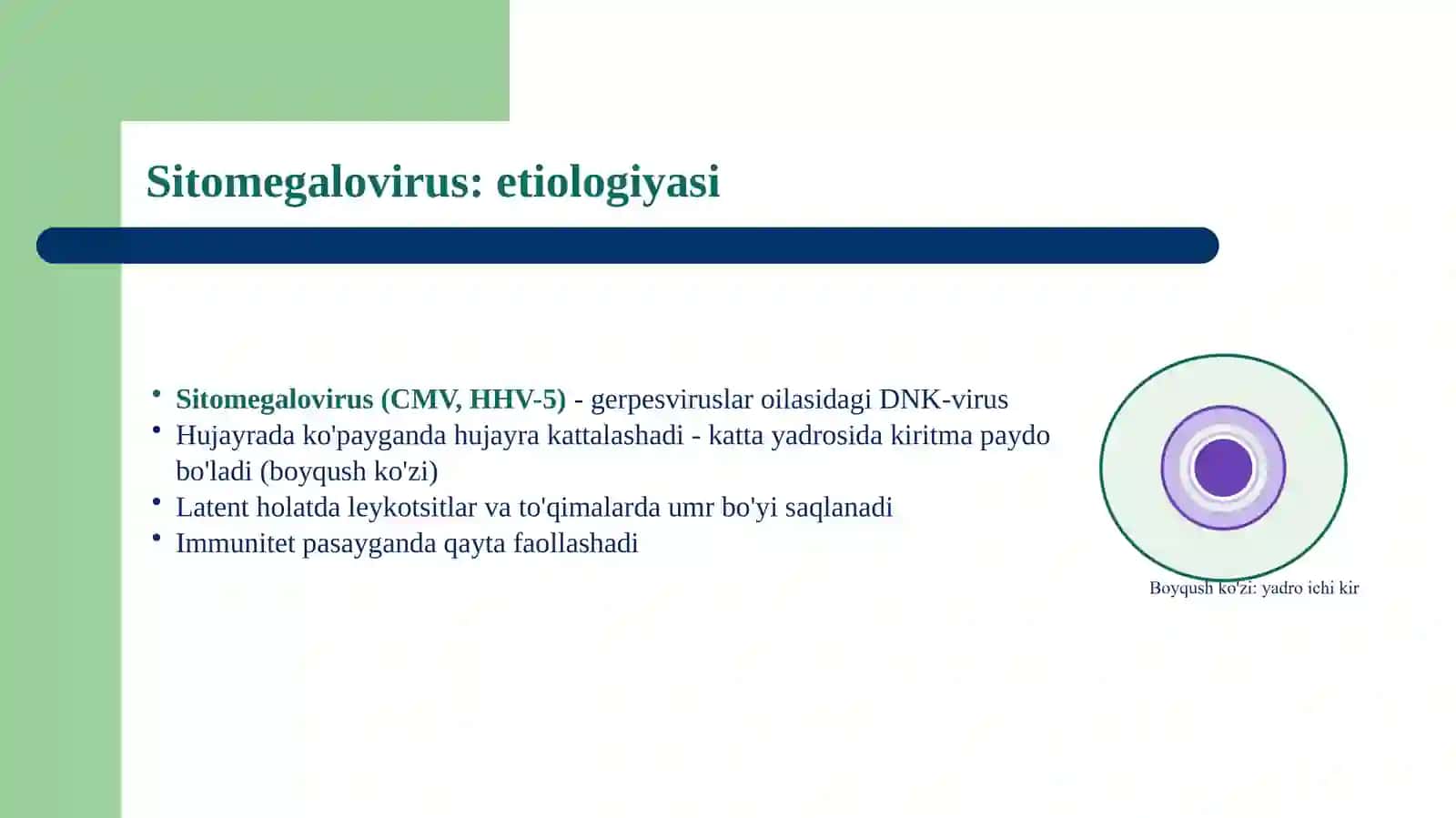 Sitomegalovirus, gerpes va suvchechak 4