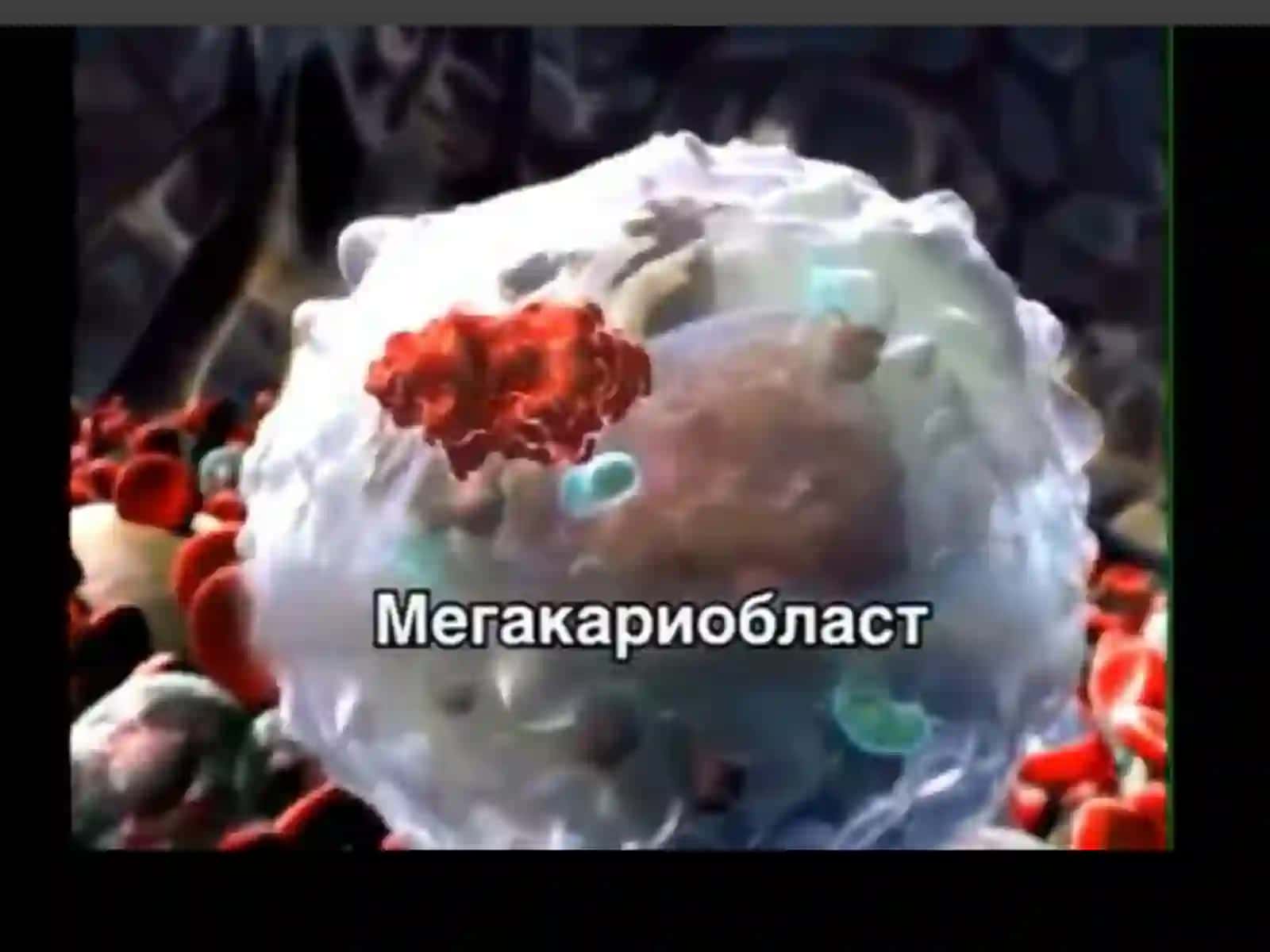 Тромбоцитлар ҳакида умумий маълумот 4