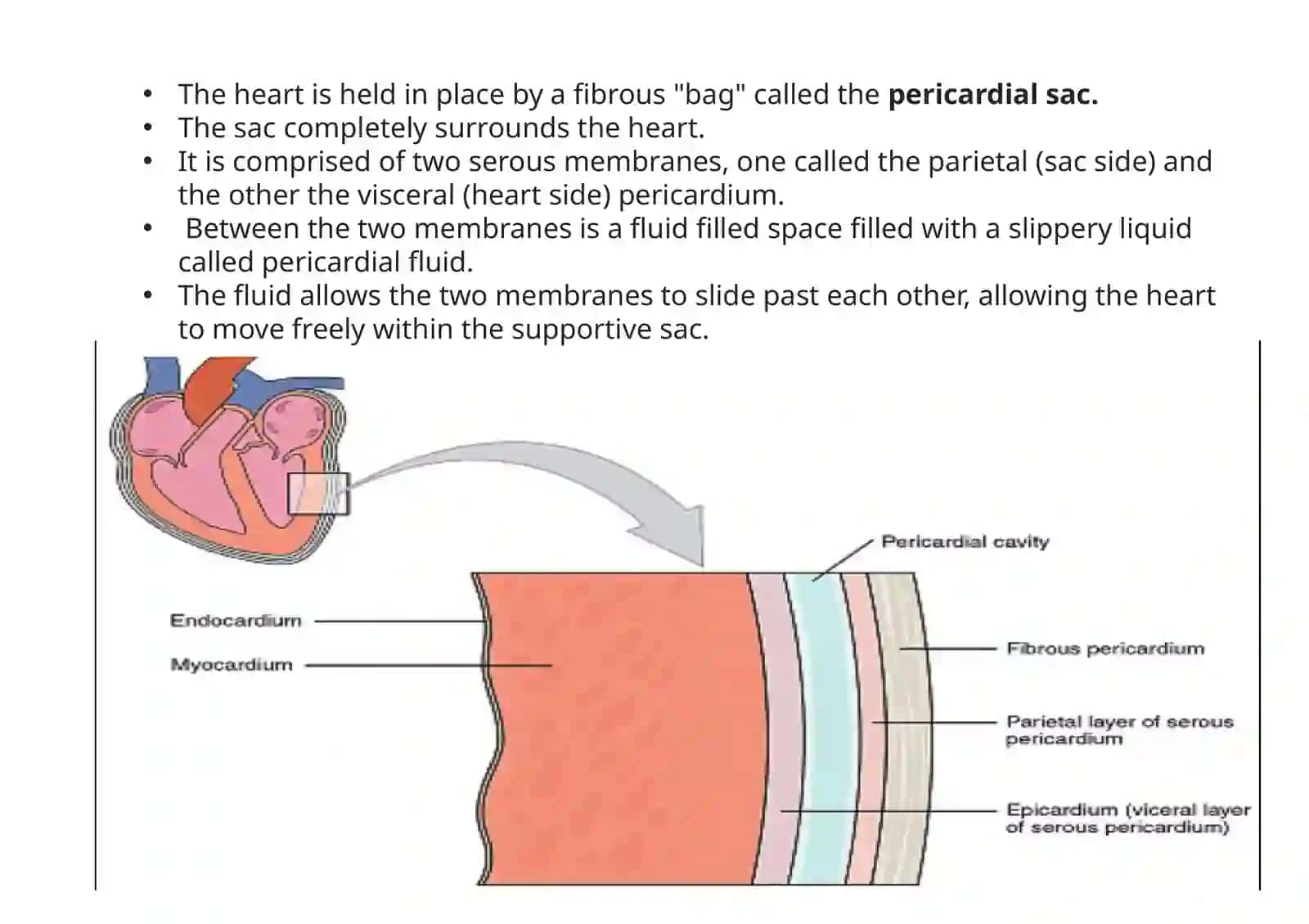 Cardiovascular system 4