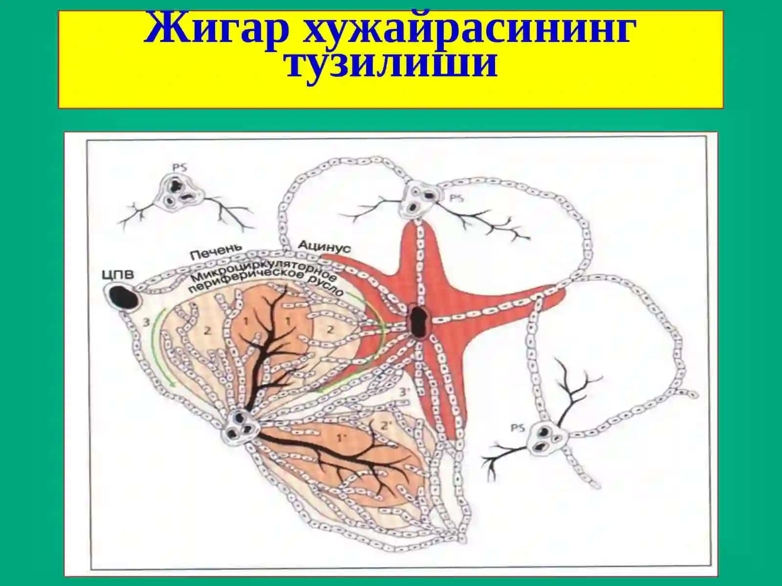 Жигархирургиккасалликлари 4
