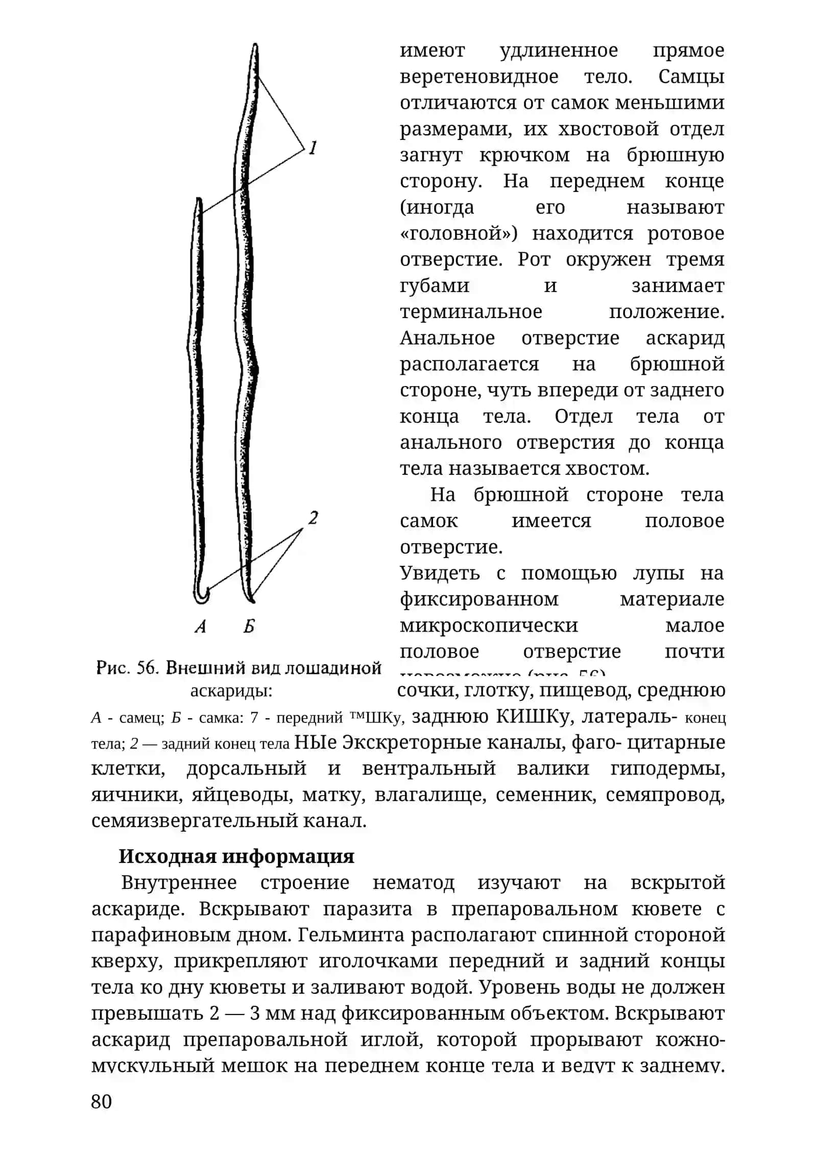 Свиная аскарида 4