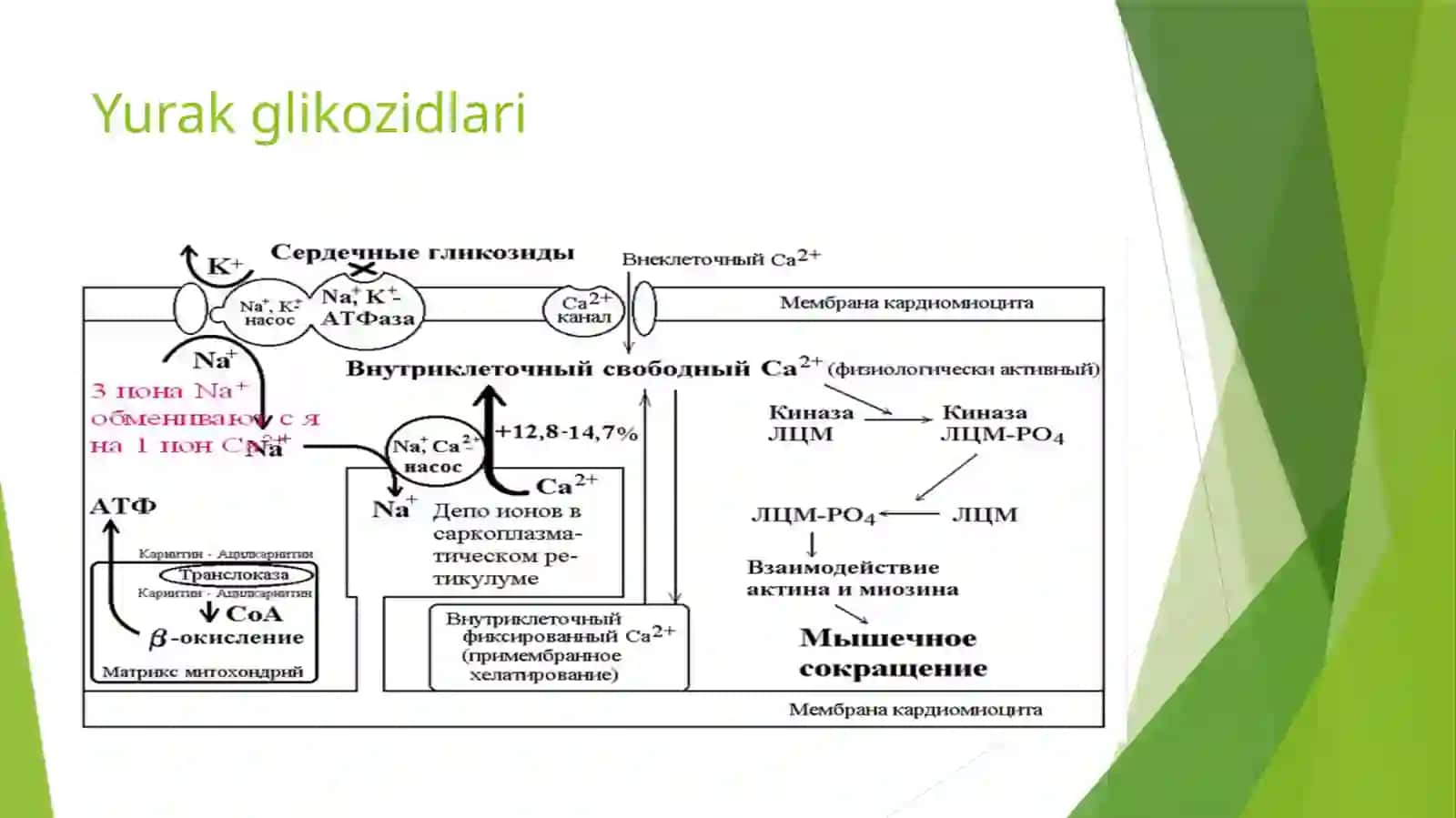 Kardiotonik vositalar 4