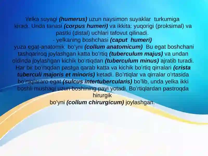 Yelka suyagi 4