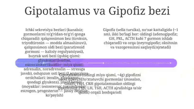Endokrin bezlar 4