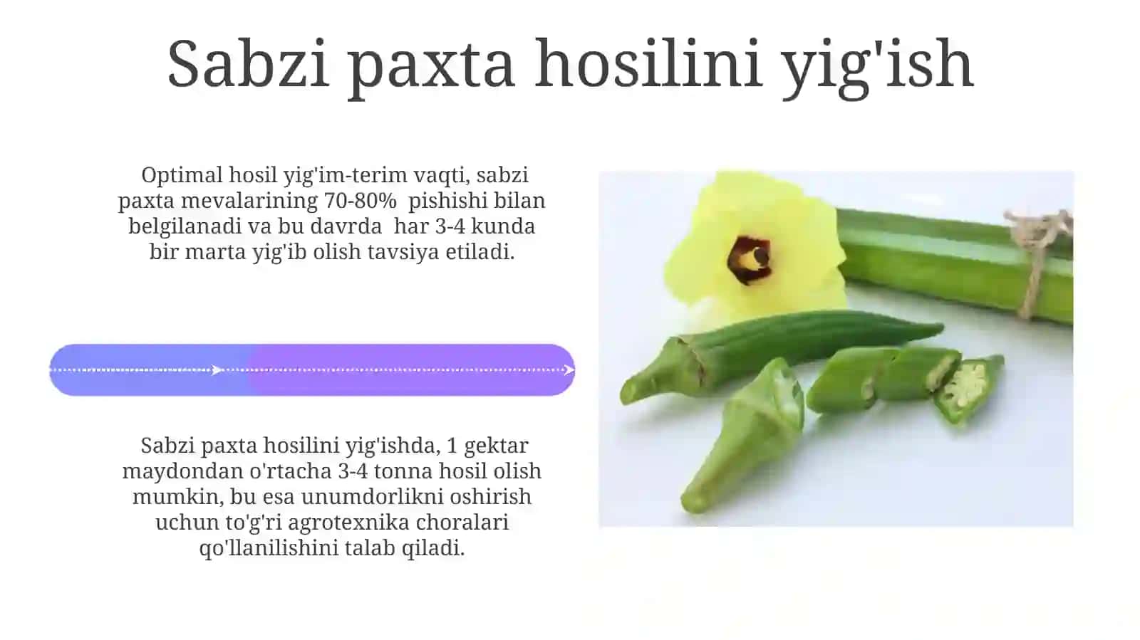 Sabzi Paxta 4