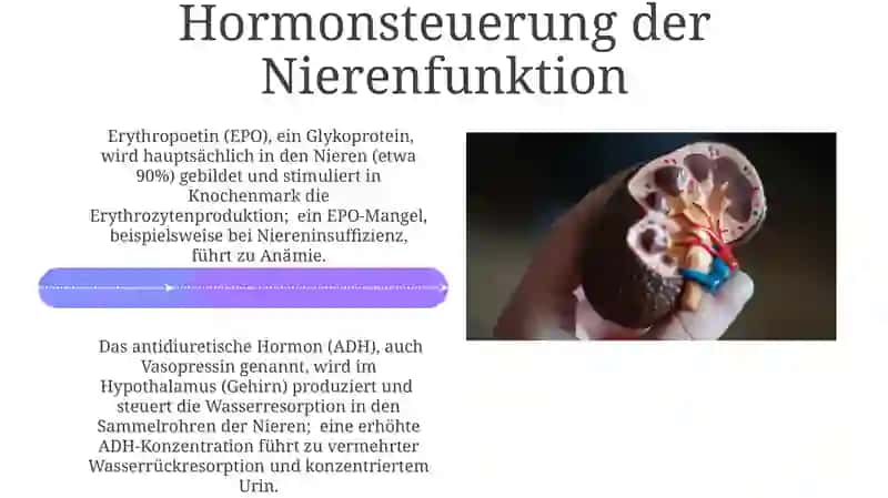 Die Nieren 4