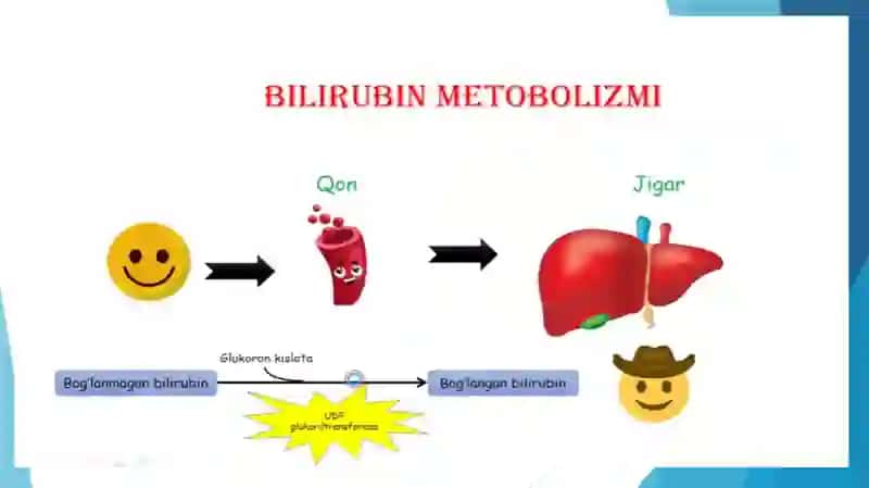 Bilurbin metobolizmi 4