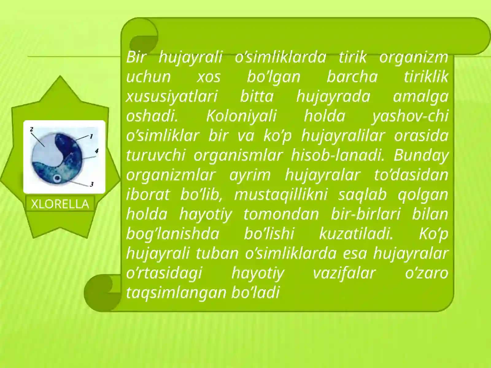 Tuban o'simliklar 4