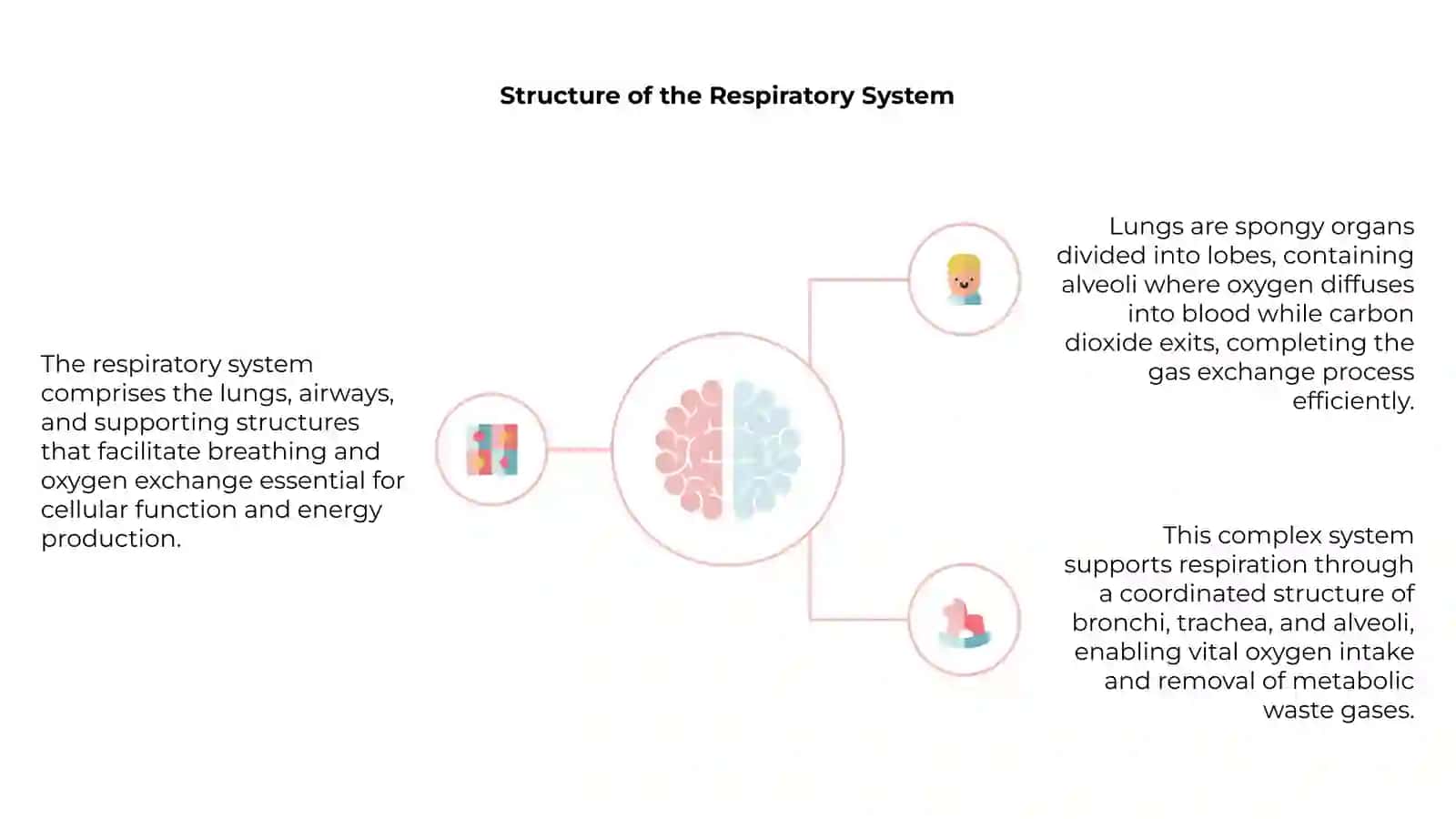 Physiology of the lungs 4