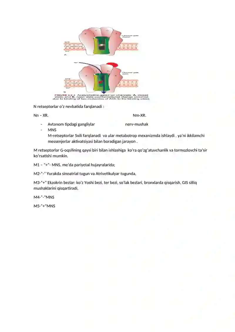 Sinapslar anatomo-fiziologik tuzilishi 4