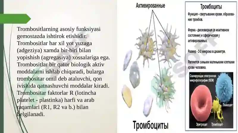 Trombotsitlar 5