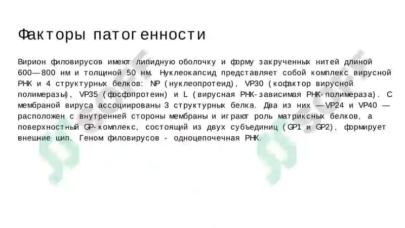 Вирус Эбола 5
