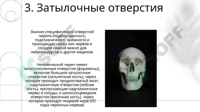 Череп 5