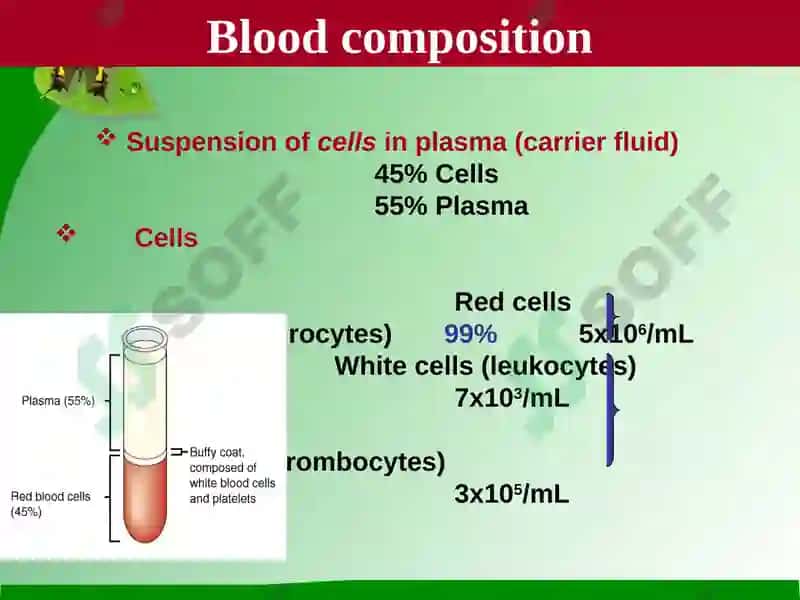Blood 6