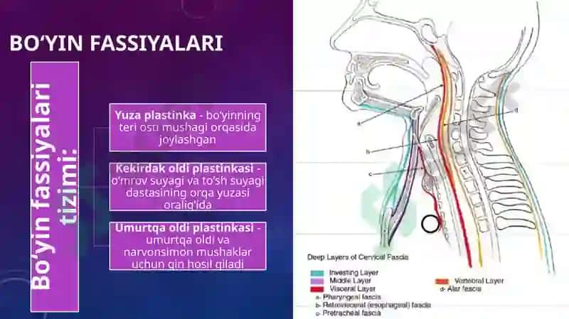 bo'yin topografiyasi 7