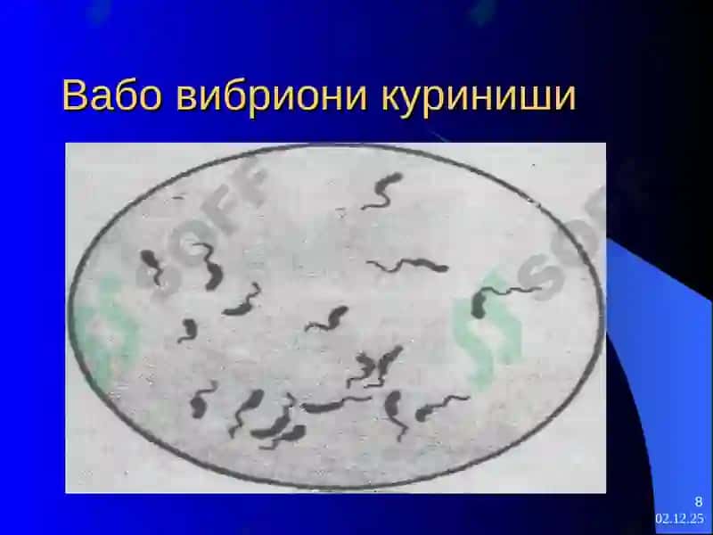 Вабо 8