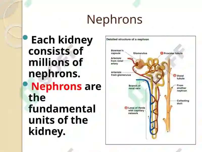 Urine Formation 8