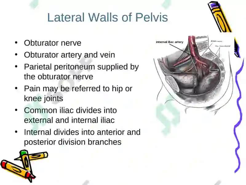 Pelvis 8