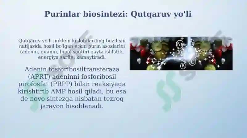 Purin va pirimidin asoslari almashinuvi 8